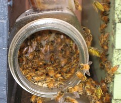 Beekeeping 2706
