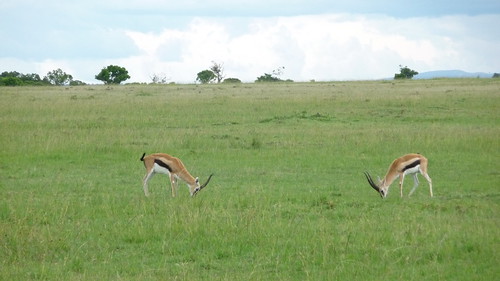 Day 9: Thompson Gazelles butting heads