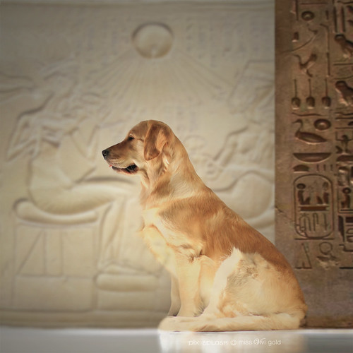 Posed Like A Gold Statue In An Egyptian Palace