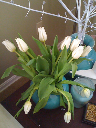 Tulips from the neighbor