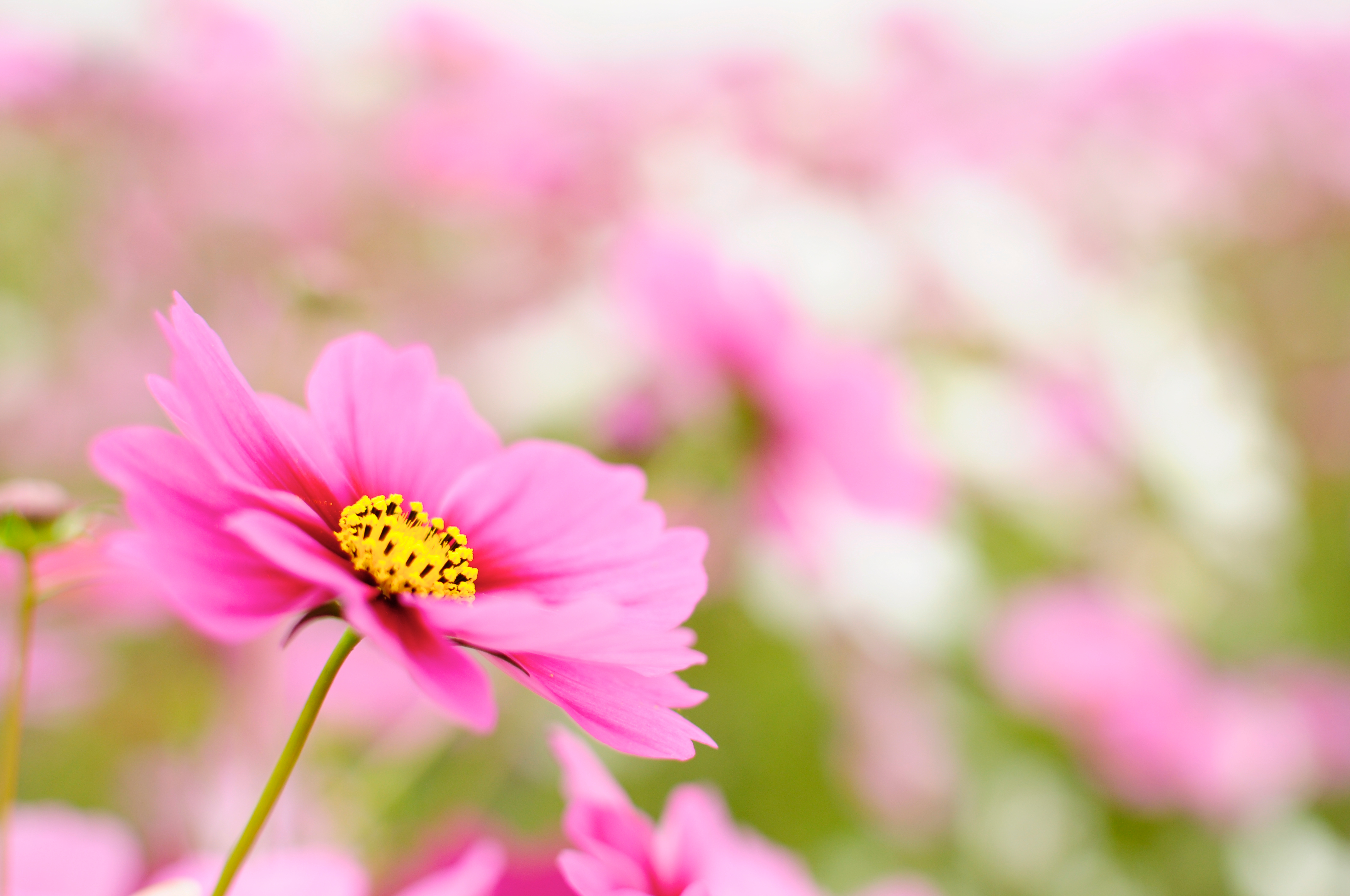 フリー写真素材 花 植物 キク科 コスモス 秋桜 ピンク色の花 画像素材なら 無料 フリー写真素材のフリーフォト