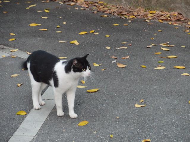 Today's Cat@2010-11-15