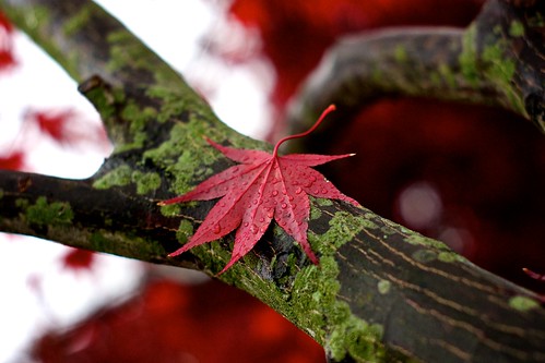 Rainy Red Leaf