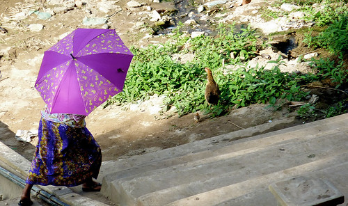 violet umbrella, luang prabang