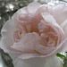 Great grandmother's rose...