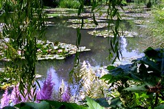 Giverny Monet Garden: waterplants  42.210.01