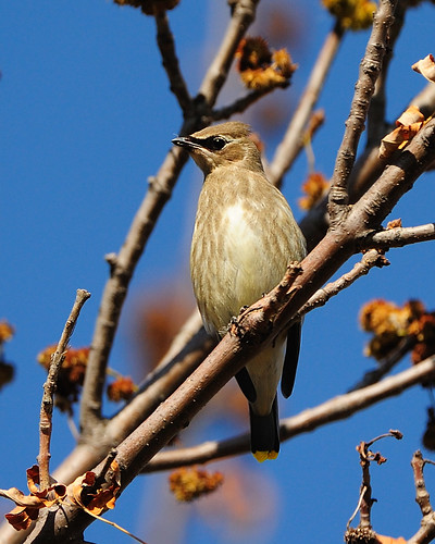 summerfest grounds map. Young Cedar Waxwing near Summerfest grounds. These are some of my favorite
