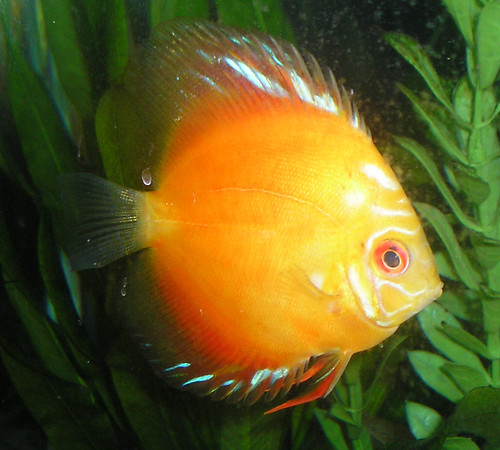 Discus - "Fred" by jeffrey.x.