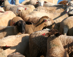 Market lambs