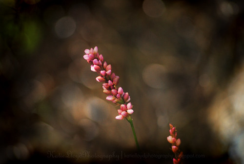 Pink-flower-with-bokeh