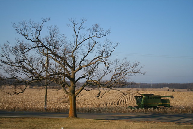 Oak Tree and Corn Field Harvest