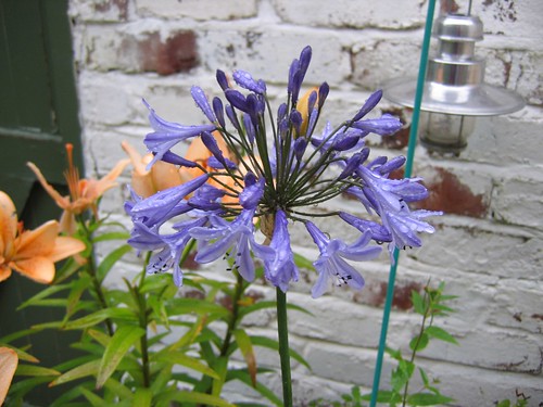 Agapanthus flower - grown from seed