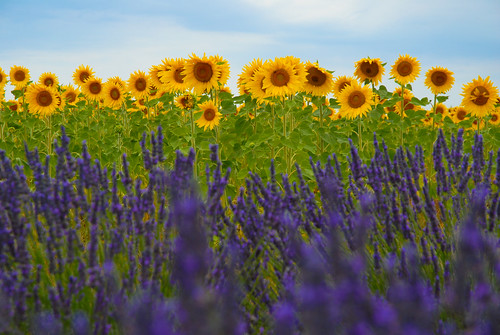 Lavender  and Sunflower Fields