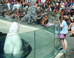 Vancouver Aquarium Beluga whale