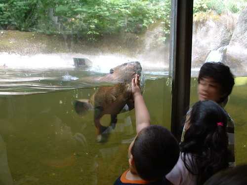 Zoo Beaver