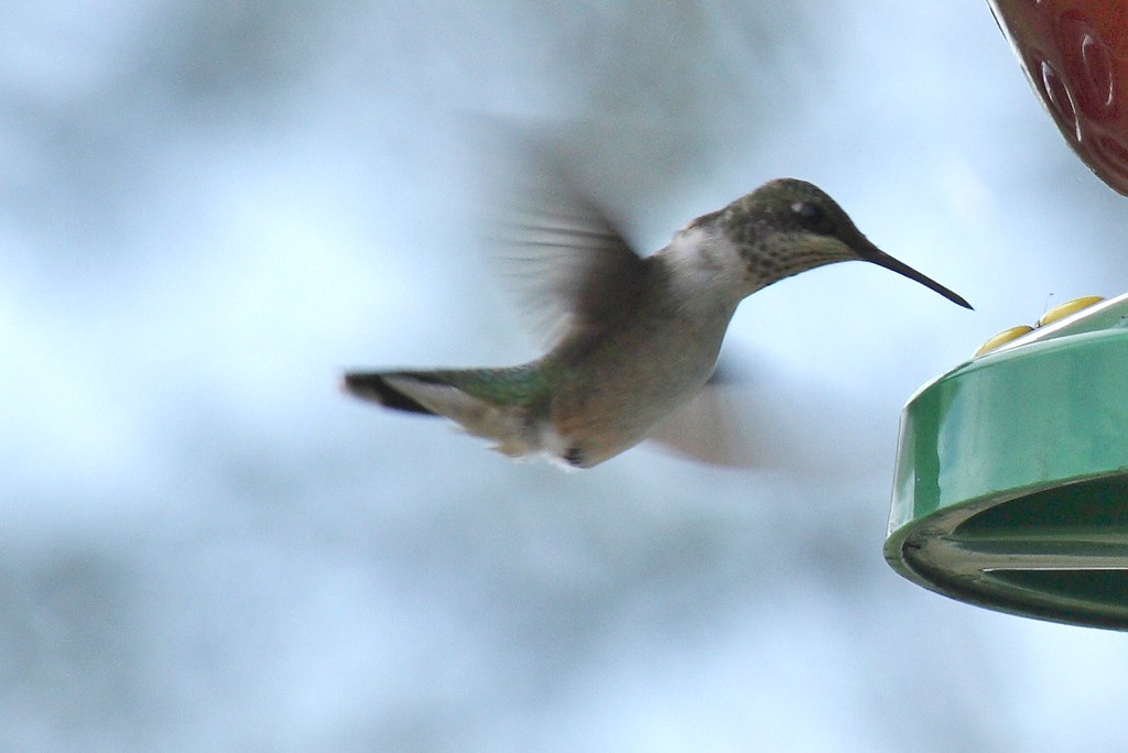 Ruby-throated hummingbird (1) - Copy