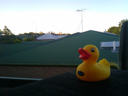 Ducky Triumphant
