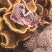 A Feather-duster worm grows within a Echinopora coral colony