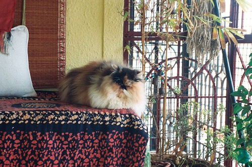 calico persian cat. calico persian cat