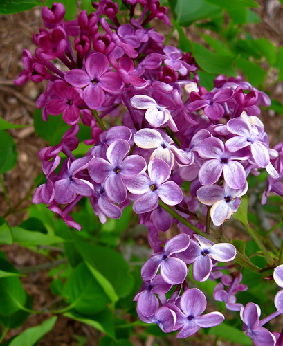 Pocahontas lilac