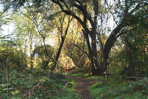 Woods Behind the School