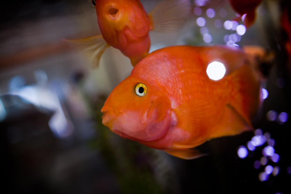 orangefish-1