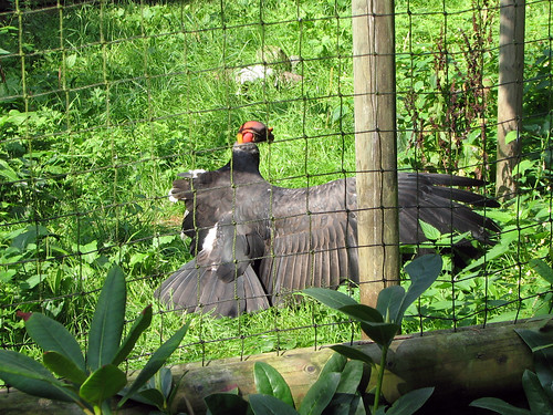King Vulture with wing amputation