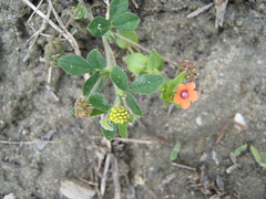 Scarlet pimpernel and yellow clover