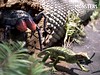 mesothelae stalks petrolacosaurus