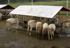 Covered feed bunk