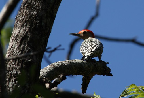 Red-bellied Woodpecker - 10/29/2010