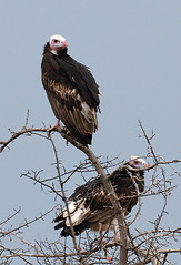 White Headed Vultures, Nxai Pan, Botswana