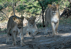 Lionesses Stalking, Makadagkadi Pan
