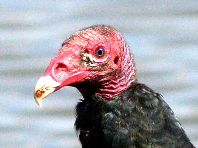 Turkey Vulture 2-20101114