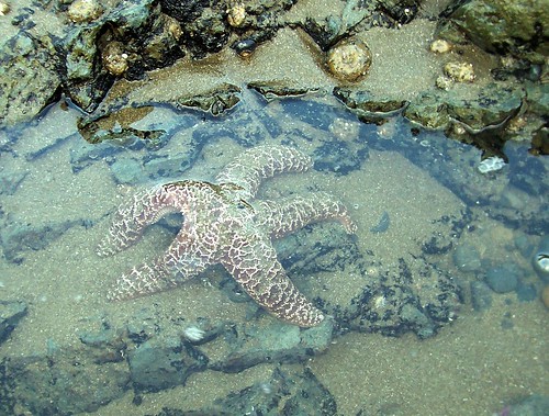 tidepool starfish