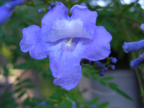 Risultati immagini per flor del jacaranda