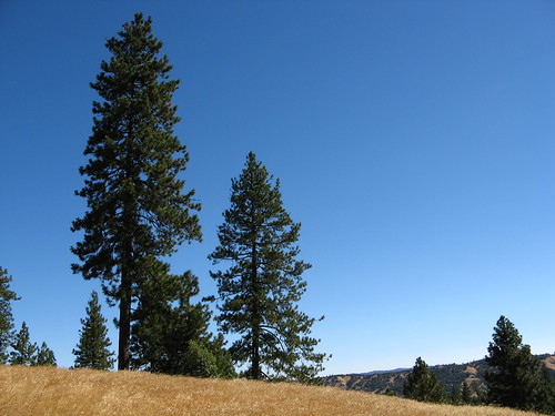 Ponderosa Pines on the ridge