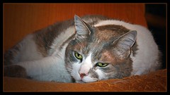 Pitufo, un gato "Zen" por Monica2362