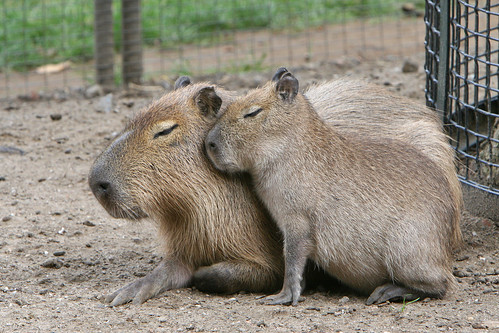 Images The Best Capybara