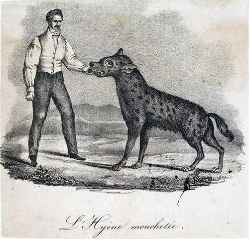hyena taming