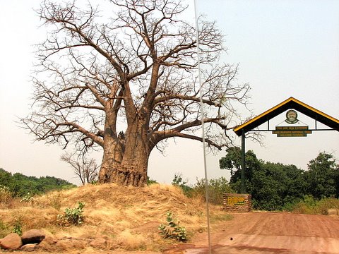 baobab next to the entrance to the lake manyara park