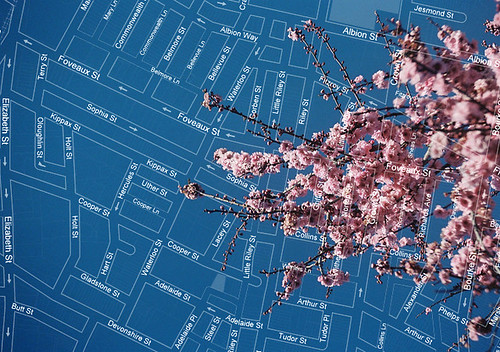 map with cherry blossoms