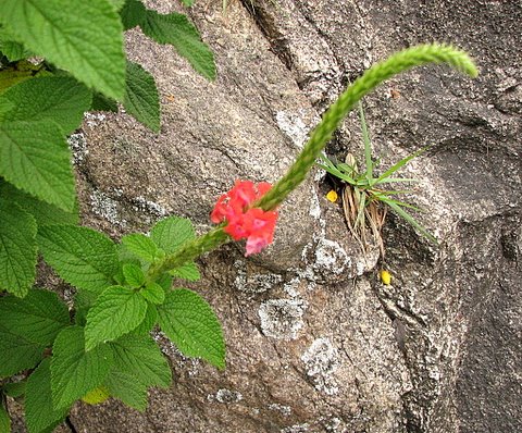 wild flower on the rock