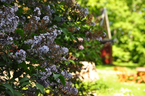 lilacs blooming everywhere