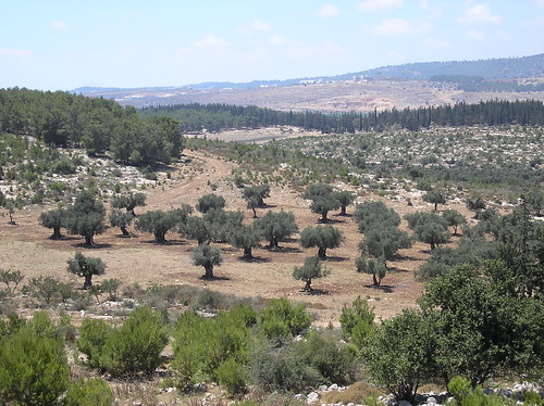 olive trees in the valley below Khirbet Beza