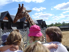 A giraffe checks out what's on offer
