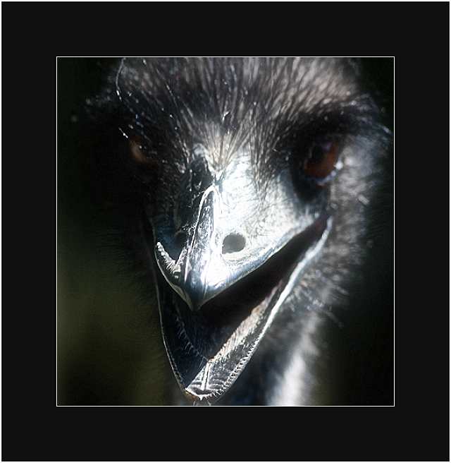 evil emu