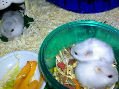 2007-Sep-20_baby_hamsters-new_home-5