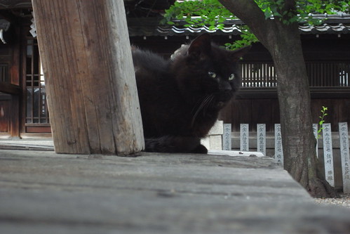 Today's Cat@2010-06-22