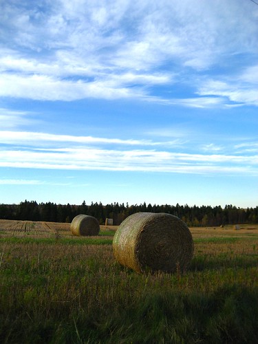 hay field